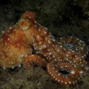 The white-spotted octopus (Callistoctopus macropus)