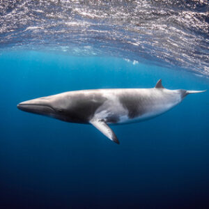 Photographing Dwarf Minke Whales