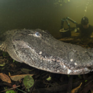 Photographing an Icon- The American Alligator
