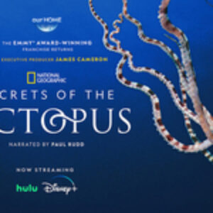 National Geographic’s “Secrets of the Octopus” Streaming on Hulu and Disney+