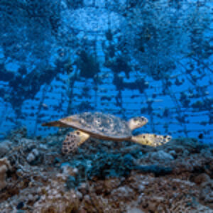 “Planet Ocean”: New UN Online Exhibit Featuring the Winners of the 2023 Photo Competition for World Oceans Day