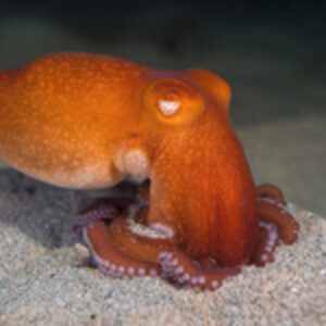 Australian Octopus Paradise: Victoria’s Mornington Peninsula