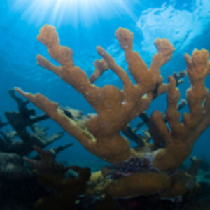 DIY Diving the Northwest Coast of Puerto Rico