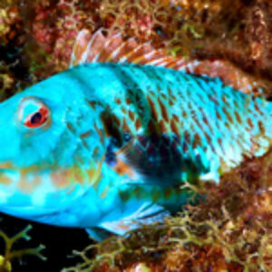 Shooting the Ikelite Ecko Fiber Strobes in Roatán