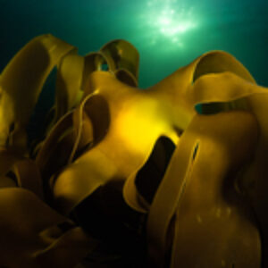 Photographer of the Week – Shannon Moran