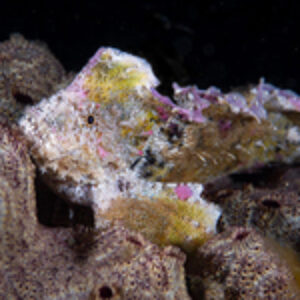 Iconic Dive Sites: Portsea Pier, Australia
