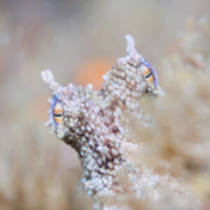 Destination Portfolio: Cape Town, Kate Jonker