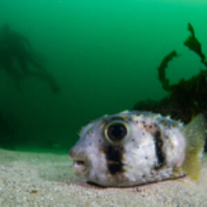 Backscatter Mini Flash Series: A Long-Term Review