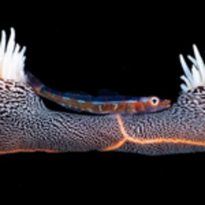 Photographer of the Week – PJ Aristorenas