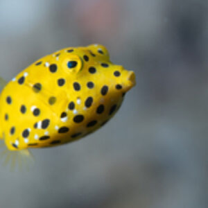 Destination Portfolio: Wasini Channel, Kenya, Matthew Sullivan