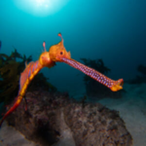 Review of the Retra Flash Pro Max II