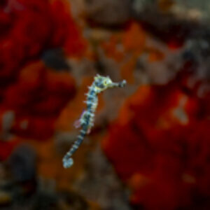 Photographer of the Week – Imogen Manins