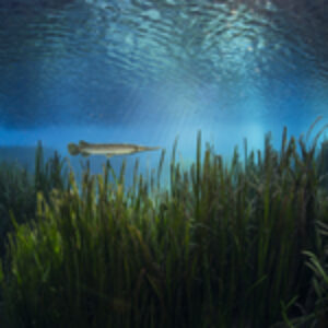 Destination Portfolio: Florida Springs, Matthew Sullivan