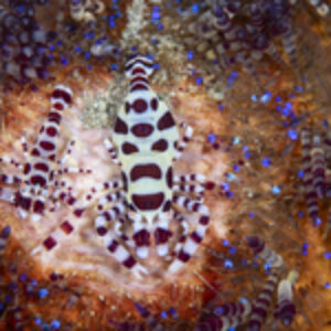 Photographer of the Week – Kelvin Leung