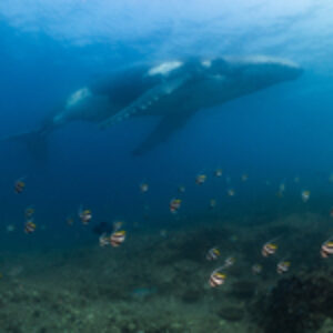 Diving Stradbroke Island, Australia