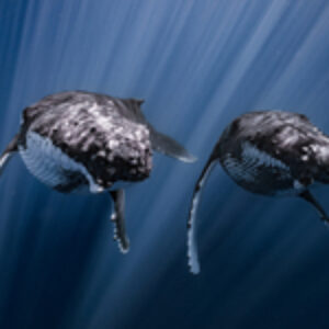 DPG Masters 2025 Competition Winners Announced