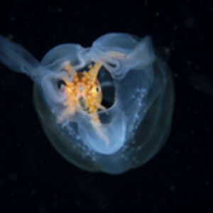 Photographer of the Week – Crispin Middleton