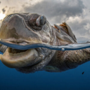 Behind the Shot: Survivor by James Ferrara