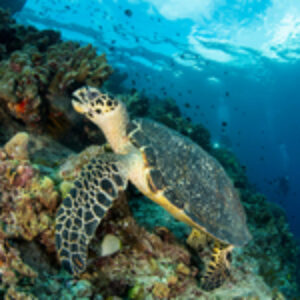 Diving into Paradise: A Photographer’s Perspective on Siladen Resort