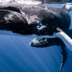 Behind the Shot: Synchronized Humpback Whales by Yuka Takahashi