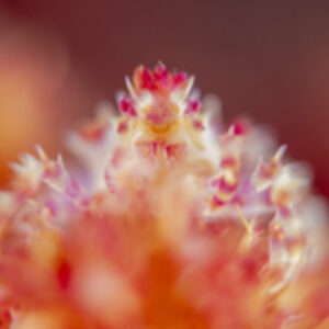 Photographer of the Week – Weiwei Zeng