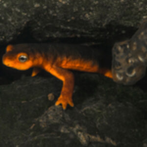 Behind the Shot: Sierran Gold by Anton Sorokin