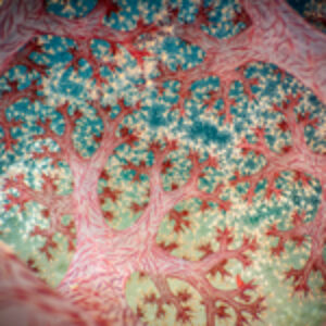 Close-up Photographer of the Year 2025 Winners Announced