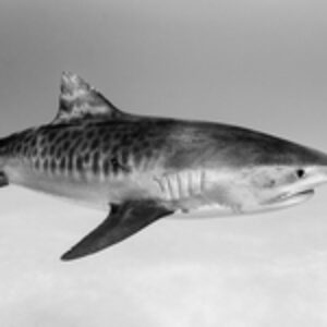 Backscatter Owner Berkley White Recovering After Tiger Shark Bite