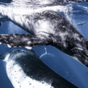 Photographer of the Week – Yuka Takahashi