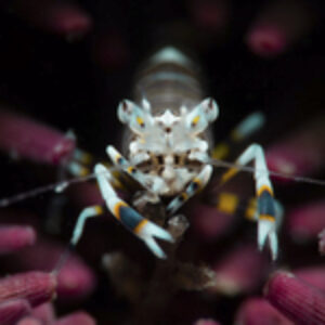 Review of the Sony FE 100mm f/2.8 Macro GM OSS Lens