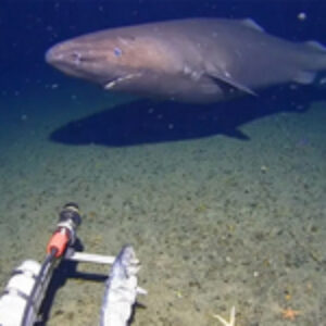 Shark Captured on Camera in Antarctic Waters for the First Time