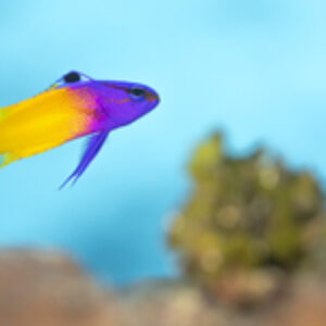 Review of the Retra Maxi Strobe