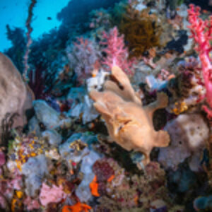 Diving with Coral Eye Resort, Bangka Island: Where Currents, Community and Conservation Converge