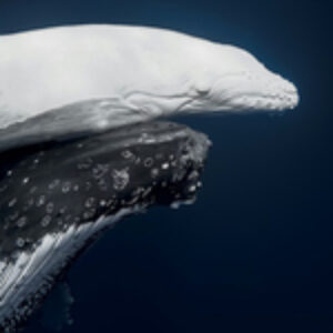 World Nature Photographer of the Year 2026 Winners