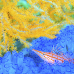 Photographer of the Week – Yuta Shigeno