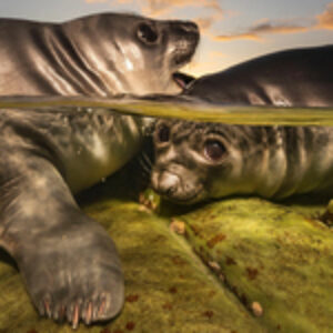 Matty Smith Crowned Underwater Photographer of the Year 2026