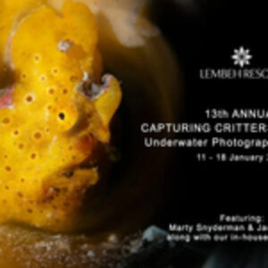 Capturing Critters in Lembeh Returns for 13th Edition in January 2027