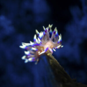 Photographer of the Week – Brenden Burkholder