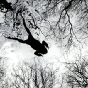 British Wildlife Photography Awards 2026 Winners Announced