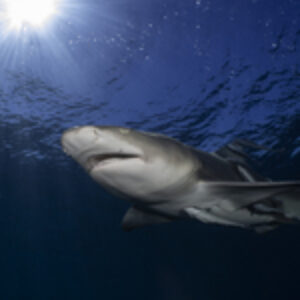 Review of the Isotta RED64 Strobe