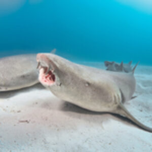 Photographer of the Week – Valerie Cornet