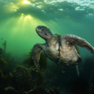 Interviews with the Pros: Jules Jacobs