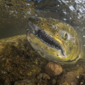 Photographing Ontario’s Salmon Run