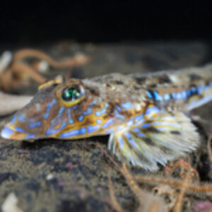 Photographer of the Week – Hector Clarke