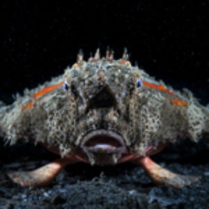 Photographing Batfish