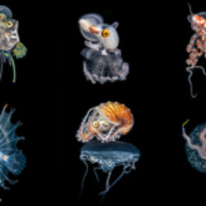 ADEX 2026 Voice of the Ocean Photo+Video+Art Competition Winners Announced