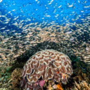 Review of the SEACAM Optical Precision Port (OPP)