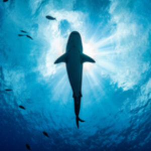 On the Tigers’ Terms: 312 Reasons to Visit Fuvahmulah with Cozy Scuba Club