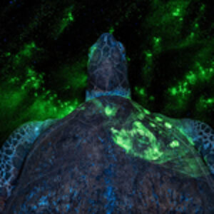 Handprint on Sea Turtle Image Wins Environmental Photography Award 2026