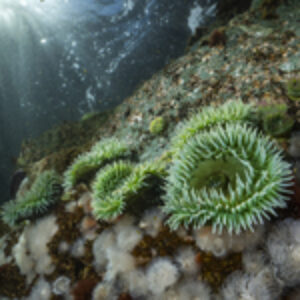 In Search of a White Whale: Rediscovering Vancouver Island